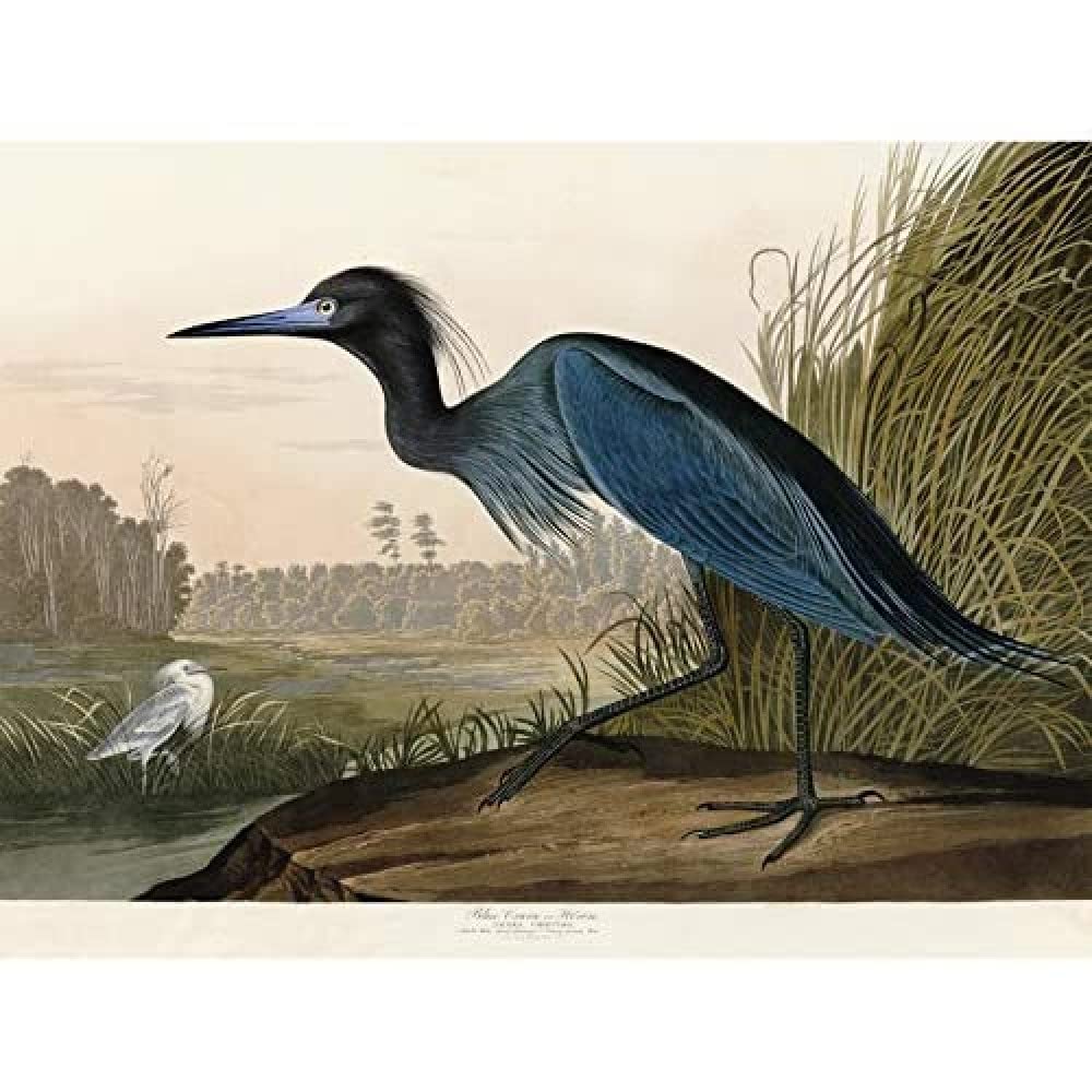 Artery8 Unframed Wall Art Audubon Birds America Blue Crane12X16 Inch from B&Q