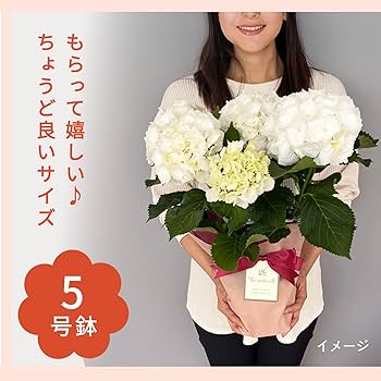 Amazon.co.jp: 母の日 プレゼント アジサイ シュガーホワイト 5