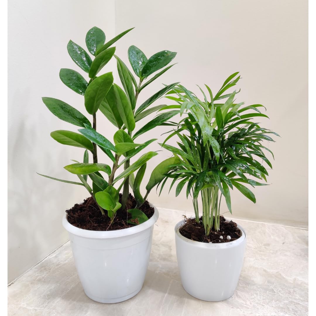 CAPPL Indoor Plants with Plastic Pots - Live ZZ Plant & Mini Bamboo Plant Combo For Home, Garden, Décor, Living Room (B08HQNVL61) Amazon Price History, Amazon Price Tracker