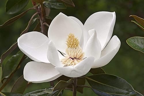 Miniatura 4 de Southern Magnolia Grandiflora  10 árboles vivos  Hermosas flores fragantes de plantas de hoja perenne