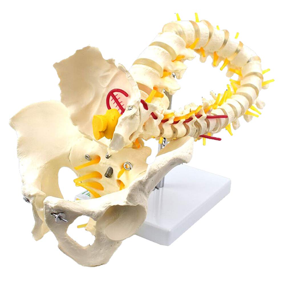 Sjdopulse Men's 78Cm/31 Flexible Spine Model - Anatomical Human Spine Model - Life-Size Vertebral Column With Pelvis Spine Model Skeletal Model - For Education - For Medical Educational