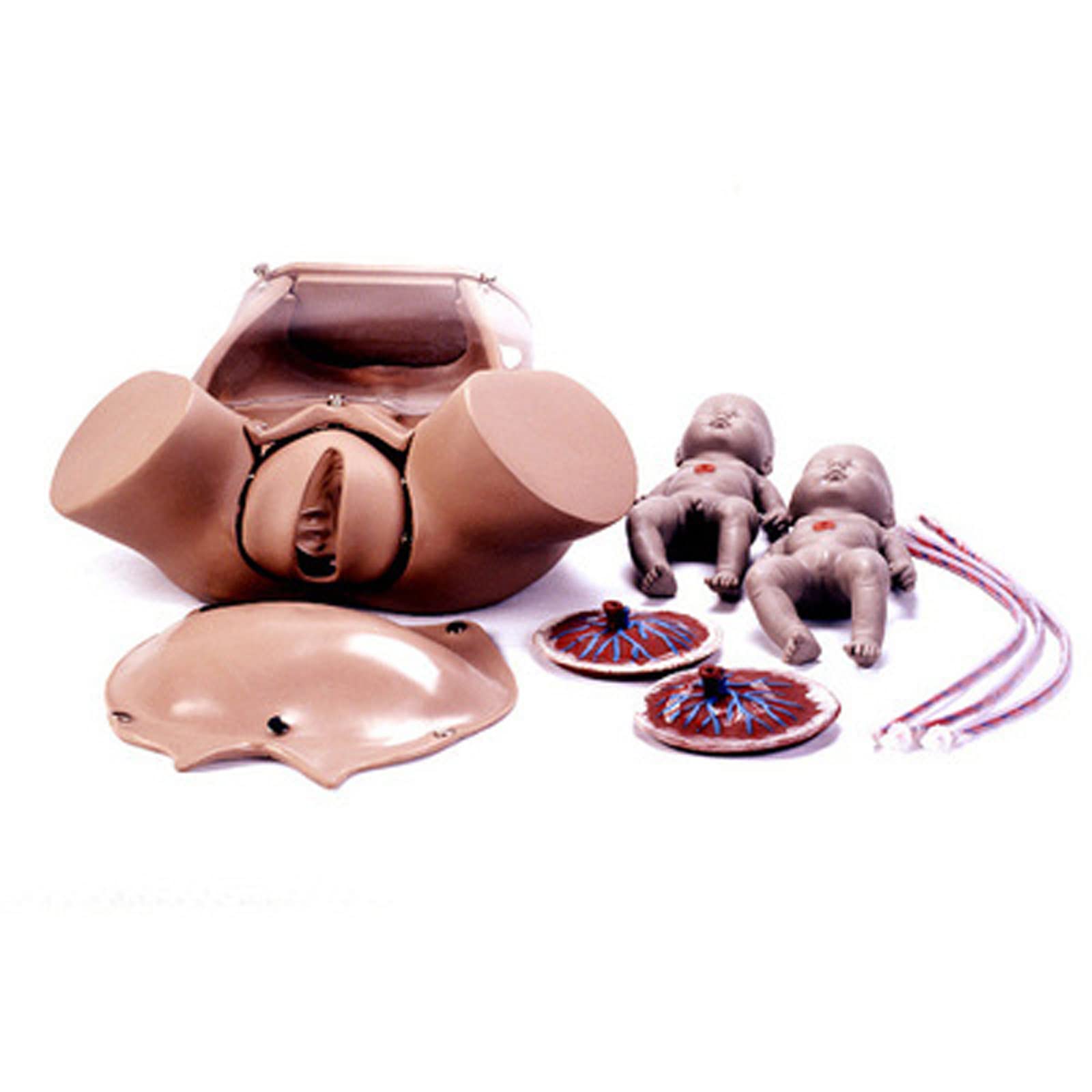 PNATOMY 胎児模型 約15cm Amazon.co.jp: 胎児発育模型、妊娠・胚発生段階模型、胎児模型