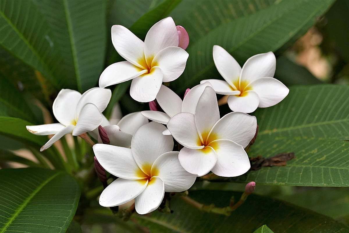 PlantaZee Imported Champa/Plumeria/Champak Live White Color Flower Plant with Pot (B09G6Z1WZ5) Amazon Price History, Amazon Price Tracker