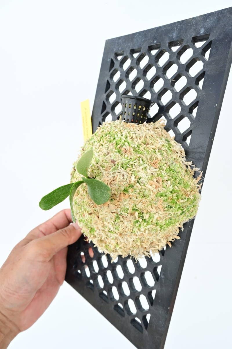 Amazon.co.jp: P.willinckii 'Dwarf Tatsuta' @bikamori.com