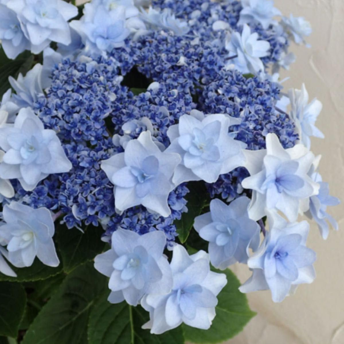 Amazon.co.jp: 20あじさい 抜き苗1苗 紫陽花 越冬苗 アジサイ : DIY