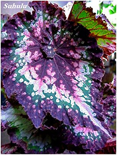 120 pezzi Schöne Begonia Samen Bonsai Blumen Topf Begonia Pflanzen für Garten Balkon Coleus Samen Schönheit Ihrer persönlichen Garten 8