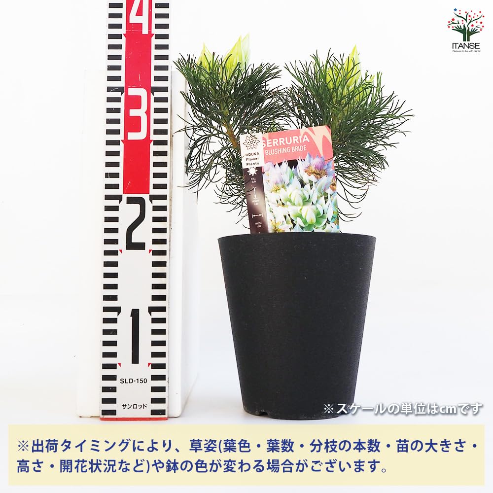 Amazon.co.jp: ITANSE ジョーイセルリア ブラッシング ブライト