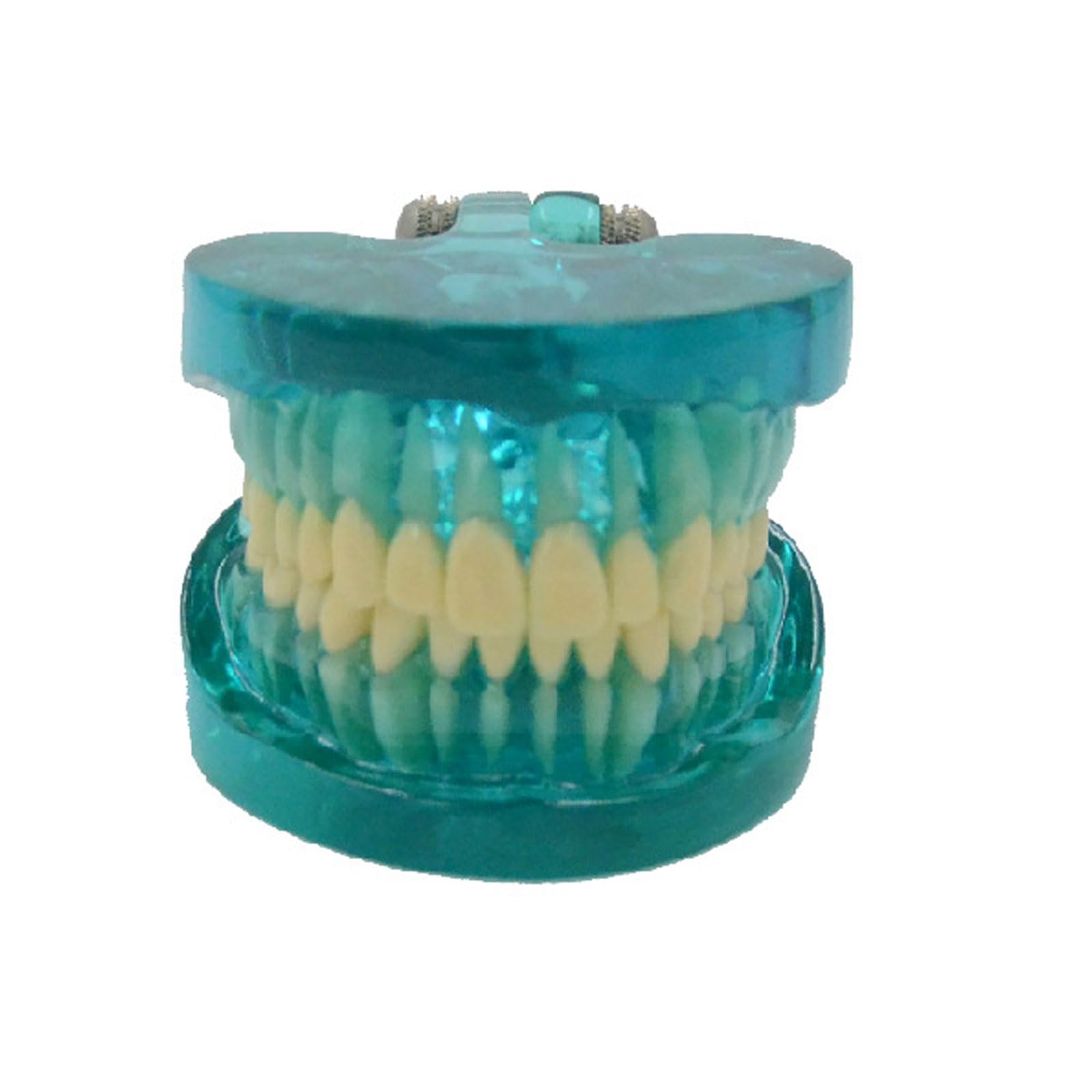 BYERZ Dientes Humanos Estándar Modelo Diente Normal Anatomía Demostración Dental Regalo Médico Equipo Educativo Recursos Didácticos