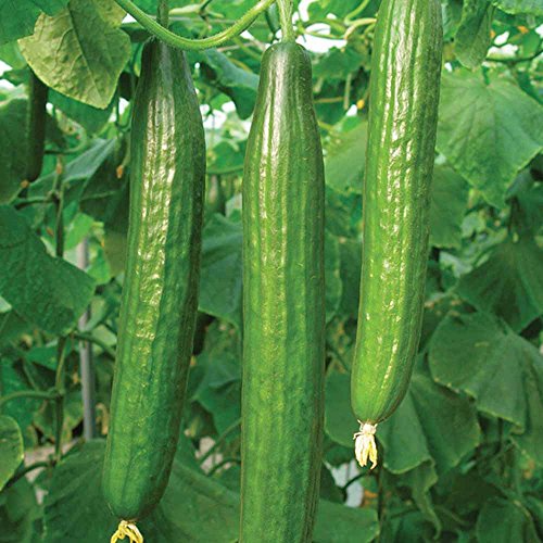 0.3g (Approx. 12) Selfpollinating Long Cucumber Seeds "Saladin H