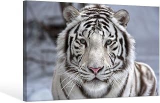 SEVEN WALL ARTS White Tiger Canvas Wall Art Bengal Tiger Picture Print Winter Wild Animal Poster Painting for Living Room Bedroom Home Office Decor 36x24 Inch