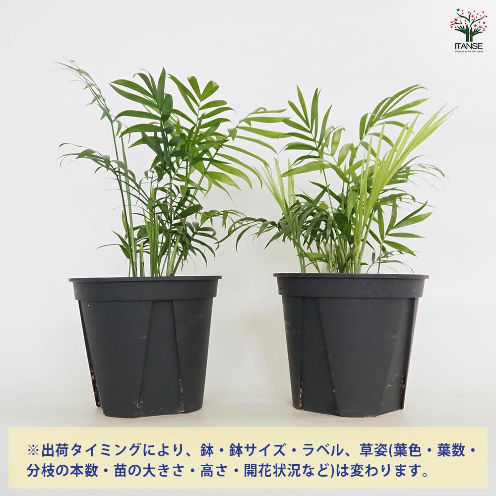 Amazon｜ITANSE テーブルヤシ 5号 1個売り【品種で選べる観葉