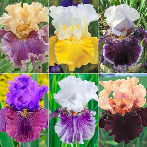 Iris Bulbs for Planting Now UK,Hardy Perennial,Wedding Flowers,Plant Bulbs,Garden Flowers,Iris Bulbs,Cut Flowers,Hardy Perennial,Flowering Rhizome,Strong Plants That Grow Well-5Bulbs-C