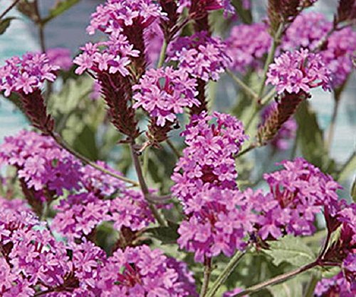 Verbena Hardy Rigida Santos Purple Perennial (Large) Plug Plants Pack x6