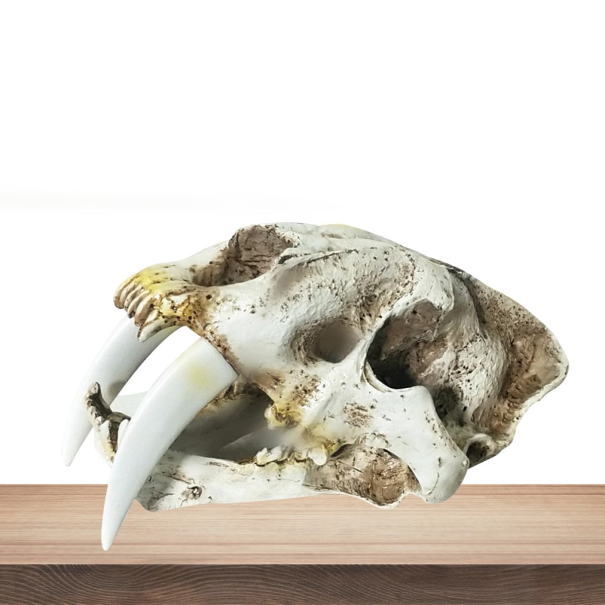 Yardenfun Scultura Teschio di Tigre Dai Denti a Sciabola in Resina