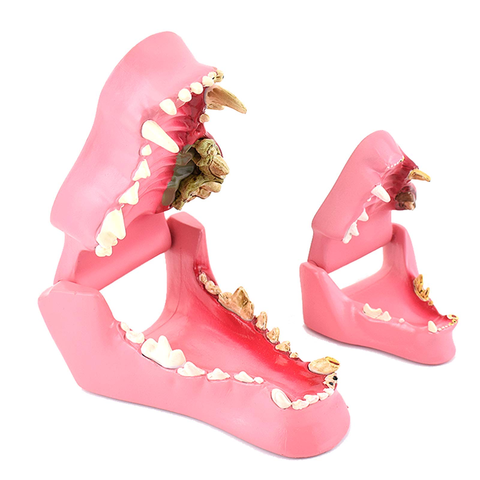 Sjdopulse Cup A Animal Teeth Model - Medical Anatomical Canine Dog And Cat Teeth Model - Normal Health And Infected Pathological Teeth Compare Model - For Veterinary Teaching Study (A)