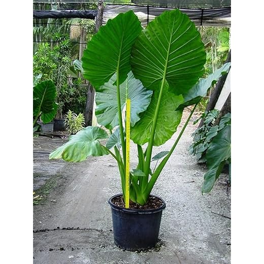 Alocasia Macrorrhiza Borneo Giant Bulbs
