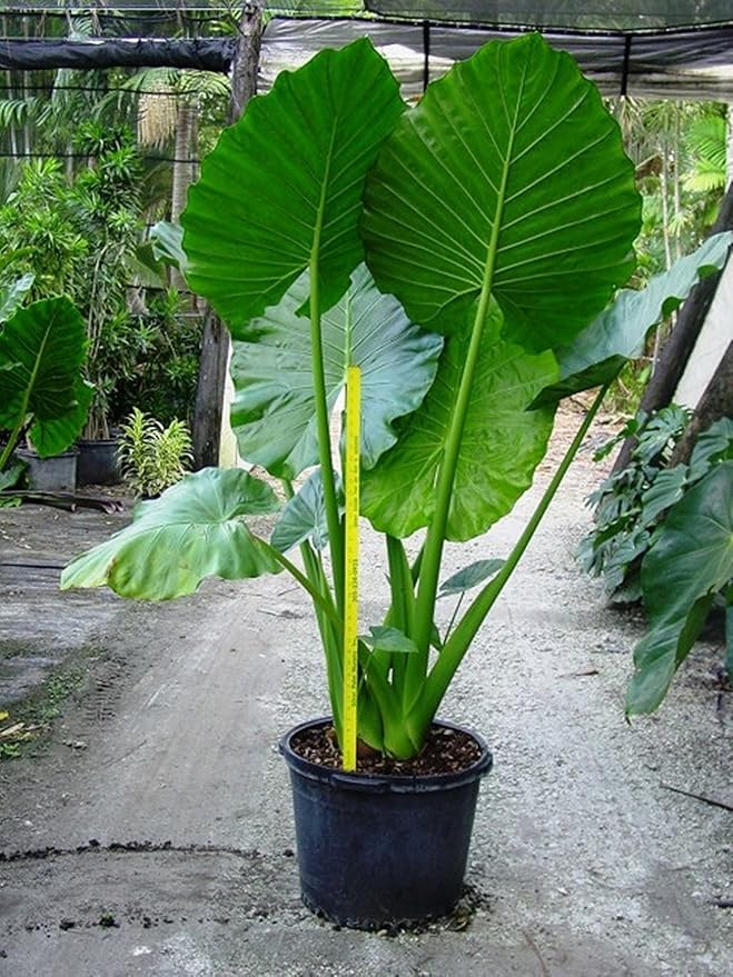 2 Bulbs Of Rarest Alocasia Macrorrhiza Borneo Giant Tropical Huge Elephant Ear Massive Foliage Plant For Growing Propagation
