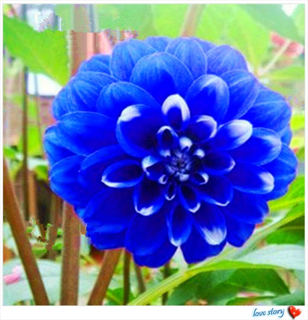 ダリア球根 ダリア球根の最新品種 ロマンチックな青い花 魅力的な鉢植えの植物 3球根 花 Amazon