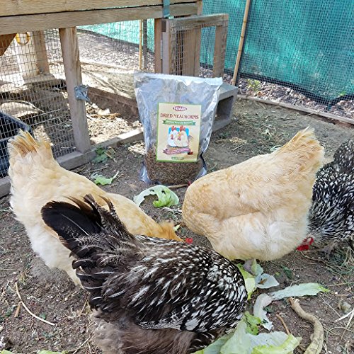 10lbs Bulk NonGMO Dried Mealworms for Reptile , Tortoise ; Amphibian