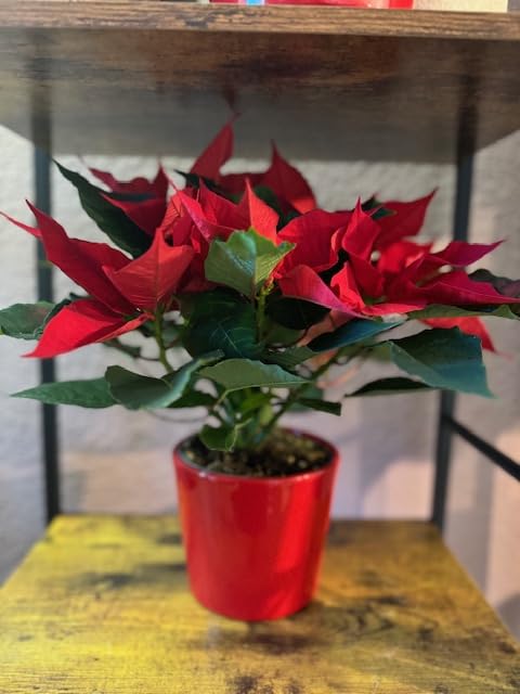 Weihnachtsstern rot, Pflanze, Adventsstern, Christstern, Euphorbia  Christmas Roter Stern 35 cm Echte Pflanze ! Nicht knstlich ! Weihnachten :  Amazon.de: Garten