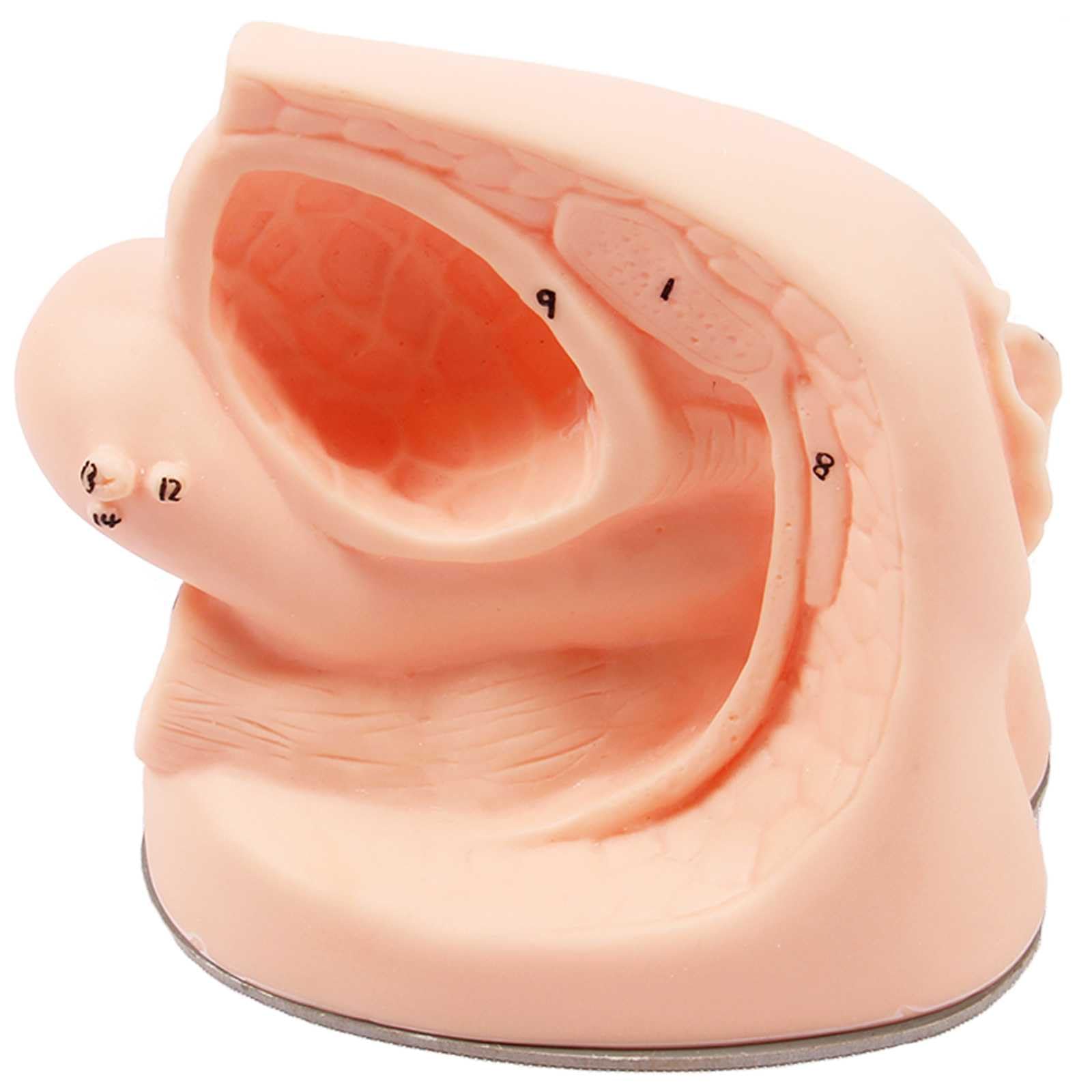 YXZYFPP Genital Anatomy Model, Catheter Training Model, Urinary Catheterization Model with Anatomical Location Markers (Female)