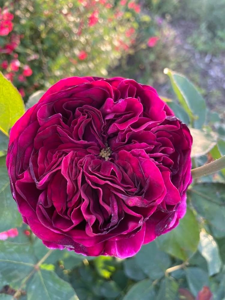 Amazon.co.jp: *.゜ロゼット咲の美しい薔薇*.゜ : おもちゃ