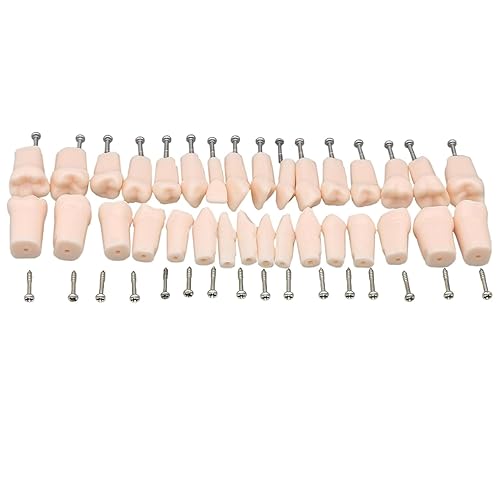 32 piezas de dientes Typodont extraíbles compatibles con Kilgore Nissin práctica dental y enseñanza reemplazan el modelo desmontable (32 dientes)