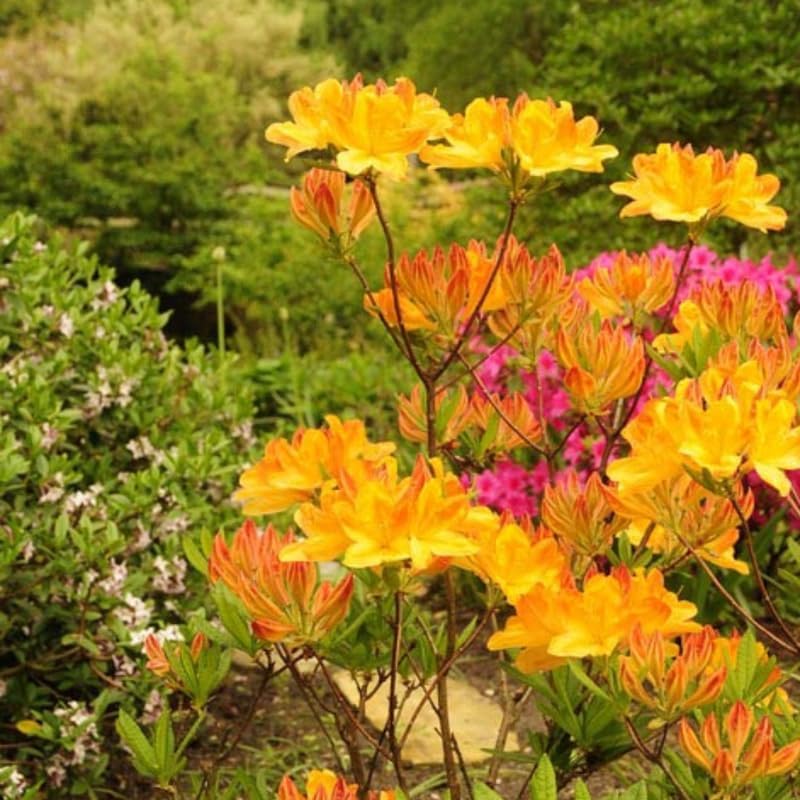 1-2Yrs Old Rhododendron Plants Live in Pot, Rhododendron Azale Bush Shrub Tree Plant, Vibrant Orange