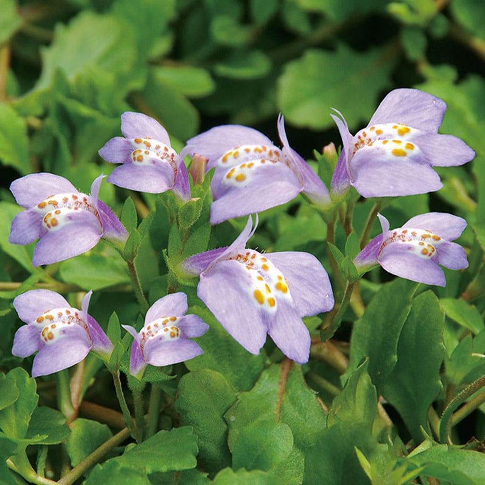 Amazon｜ハッピーガーデン 花苗 サギゴケ パープル 1鉢 3～3.5号 【お