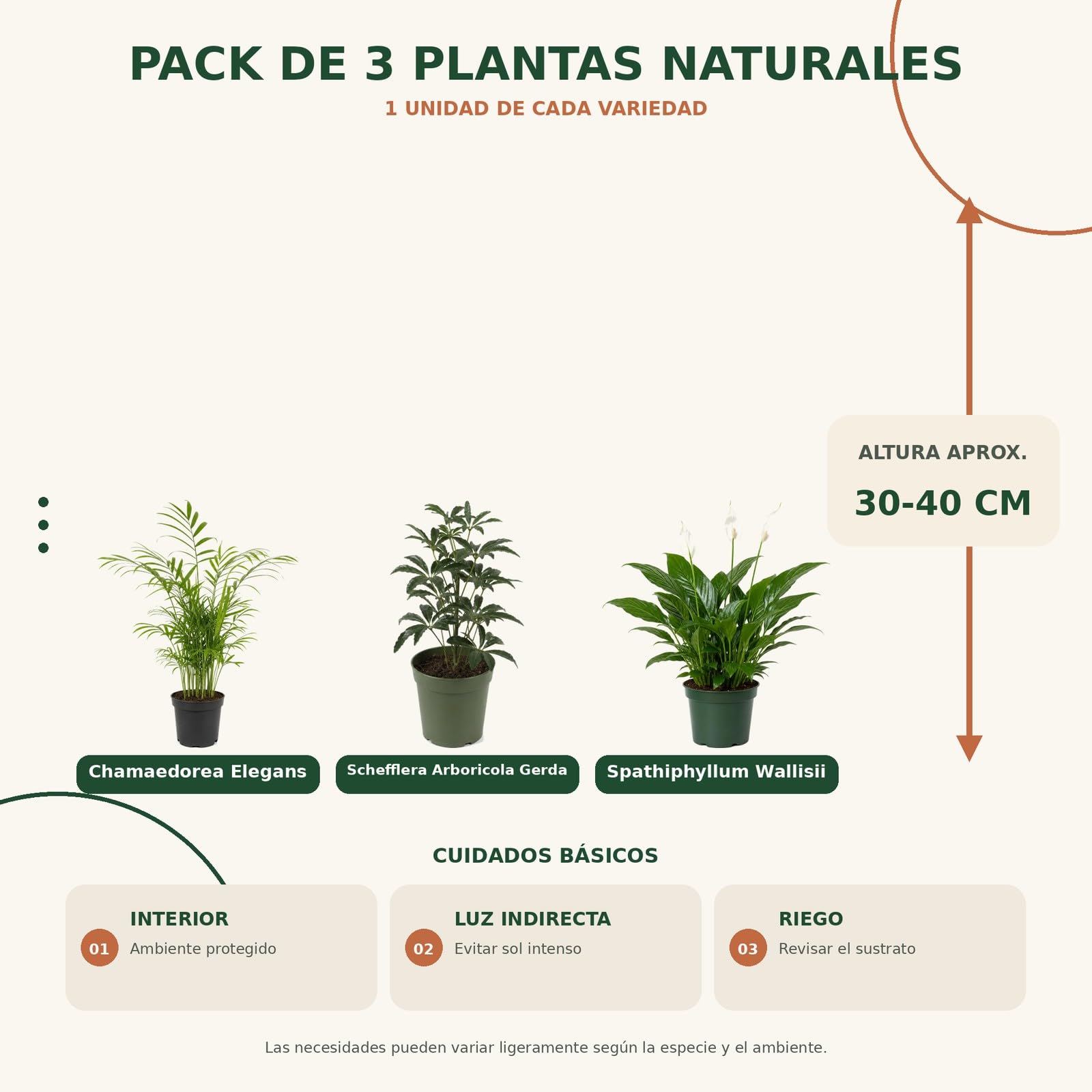 Pack 3 Plantas DECOALIVE: Palma de Salón, Cheflera Gerda y Espatifilo