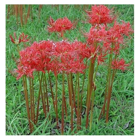 Amazon.com : 3 Bareroot Pink Spider Lily/Surprise Lily/Naked Lady Lily