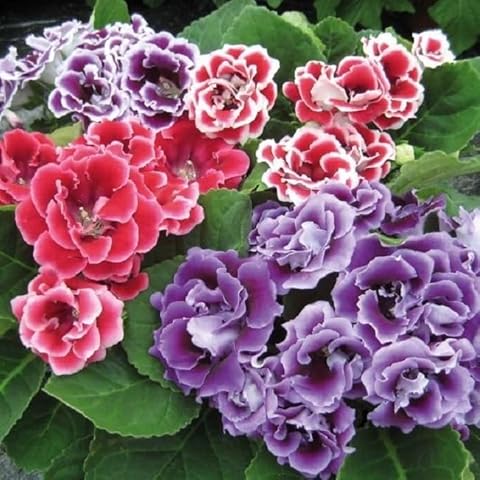 Mixed Gloxinia Flower Seed - 200 Gloxinia Brocade Flower Seed for Planting Non-GMO Flower Seeds Attract Butterflies and Bees Cover