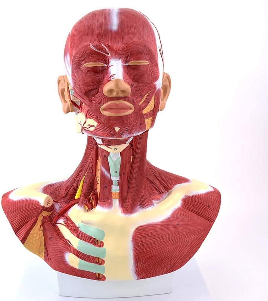 Model Nauczania, Zespół Głowy Ludzkiej, Model Anatomiczny, Mięśnie Szyi, Model Mięśni Tułowia Ludzkiego Do Szkoły, Materiały Dydaktyczne