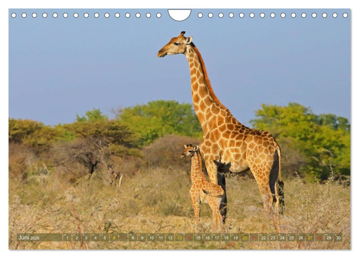 Giraffen - Sanftheit und Anmut (Wandkalender 2026 DIN A4 quer), CALVENDO Monatskalender: Giraffen-Begegnungen in Afrikas Savannen (CALVENDO Tiere)