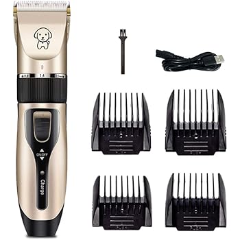 maltipoo hip dysplasia