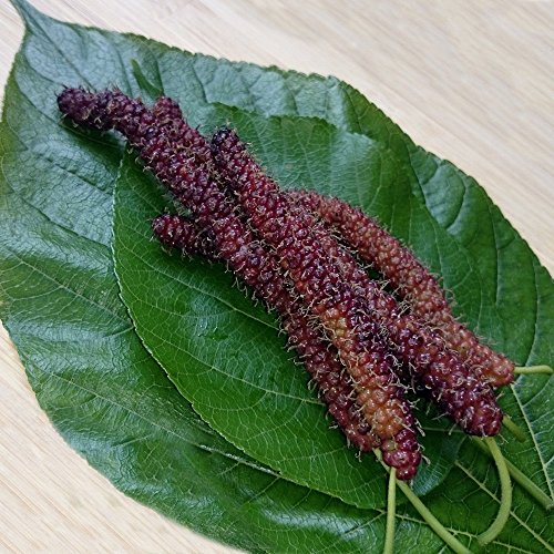 Long Mulberry Tree 'Pakistan" Black Mulberry Tree Morus alba Live Plant Fruit