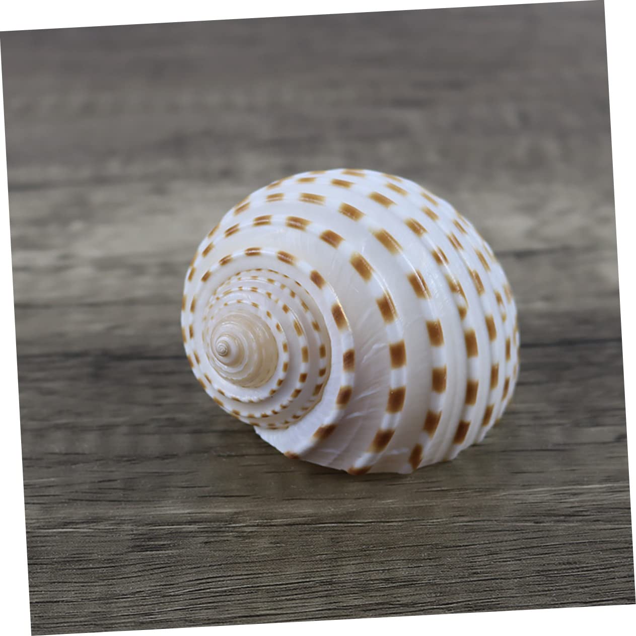 BESPORTBLE 2 Set Decorative Naturali per Decorazioni Nautiche Decor Craft E Accessori per per Creazioni da Te E Centrotavola 3 Pezzi * 2