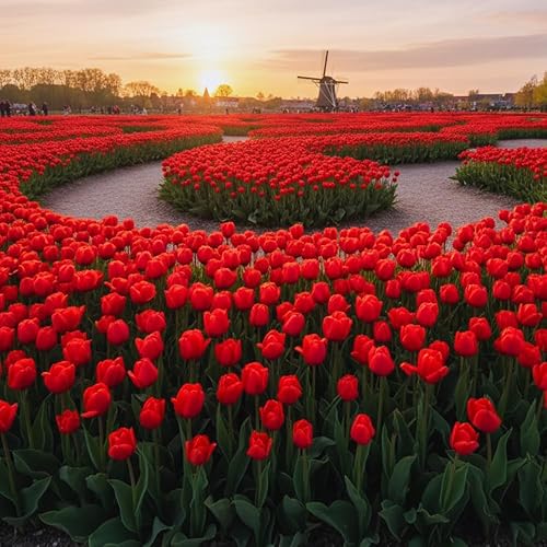 15 bulbos de tulipán grandes, bulbos de tulipán de loro negro para plantar en otoño, bulbos de flores perennes para cultivo de jardín, 15 bombillas,