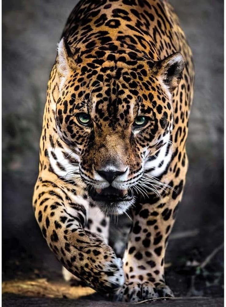 Clementoni Walk of the Jaguar 1000 Piece Jigsaw Puzzle for Adults