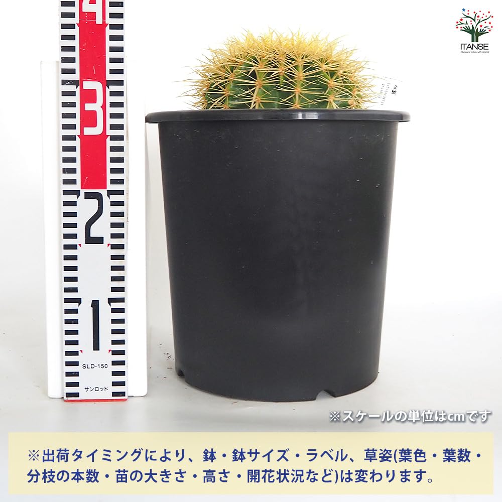 Amazon｜ITANSE サボテン 金鯱 (キンシャチ) 8号 1個売り 多肉