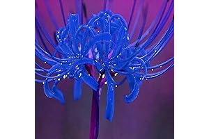Re-blooming Blue Spider Lily (Lycoris Radiata) Bulbs: Bring Ethereal Beauty to Your Garden