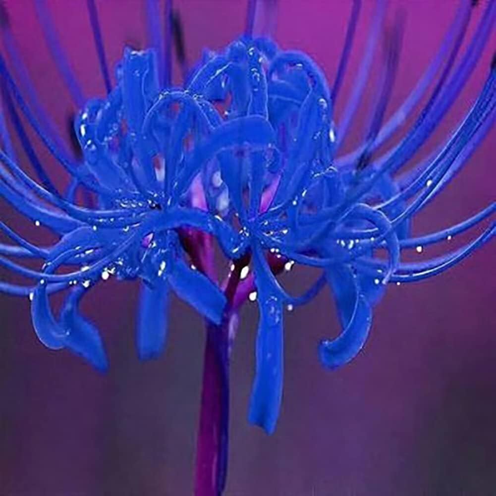 Re-Blooming Blue Spider Lily (Lycoris Radiata) Bulbs, Naked Lady Lily Garden for Planting (5 Bulbs)