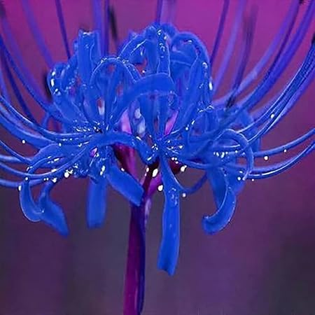 Amazon.com : Re-Blooming Blue Spider Lily (Lycoris Radiata) Bulbs