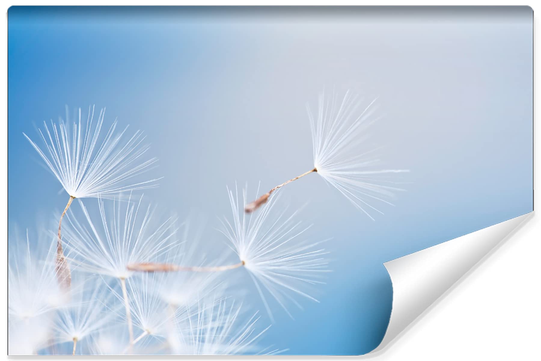 Muralo Carta da Parati 3D, Soffione, Natura - 315x210 cm | Rivestimento murale decorativo disponibile in tessuto non tessuto o autoadesivo, stampa nitida, posa facile, arredo moderno