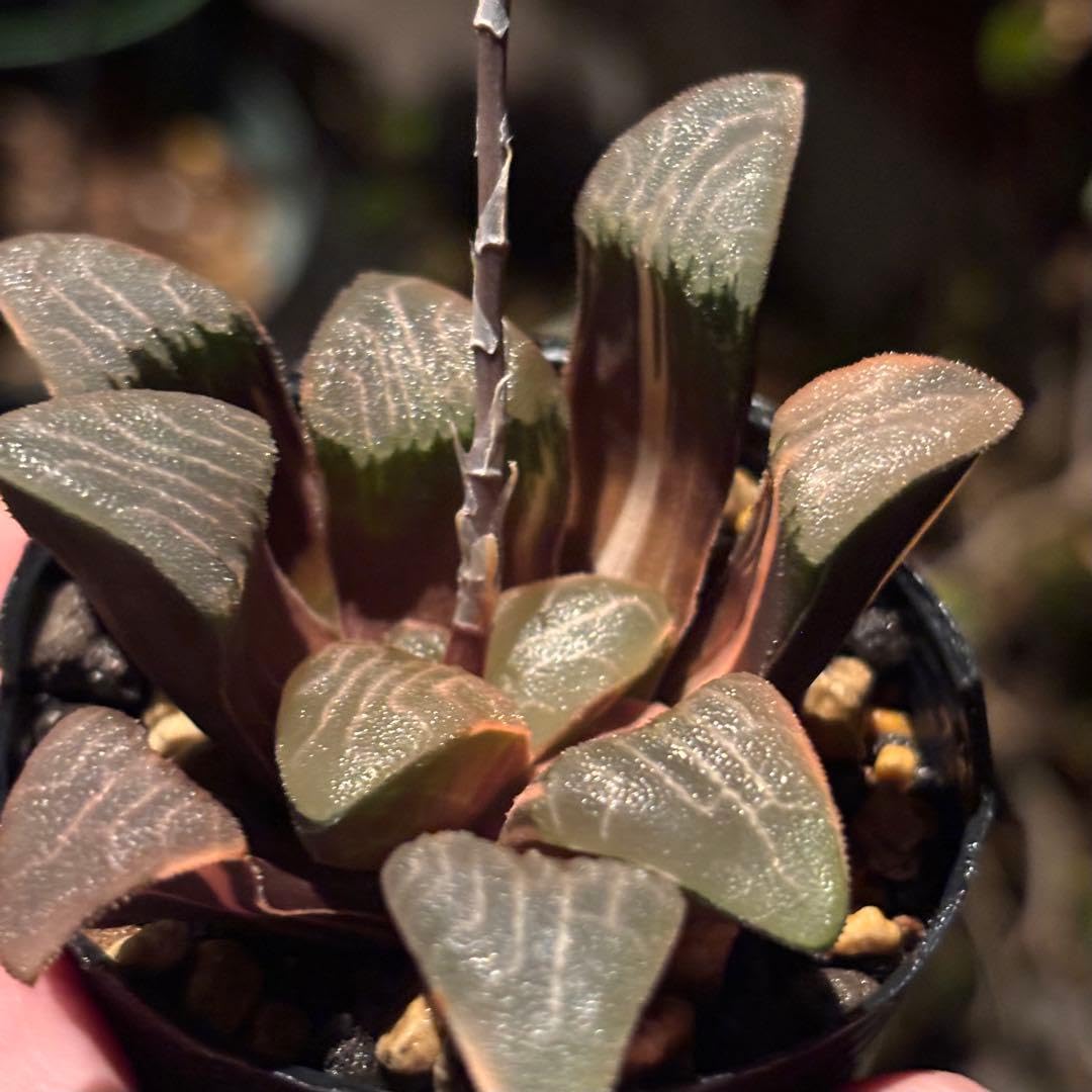 Amazon｜ハオルチア コレクタ錦 多肉植物｜観葉植物 オンライン通販
