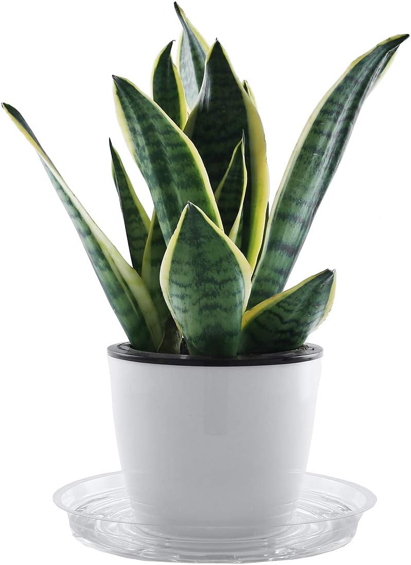 UltraOutlet 20 Pack 6 Inches Clear Plastic Plant Saucer Drip Trays Small Plant Plate Dish for Indoor Flower Pots and Planters, Bulk : Patio, Lawn & Garden