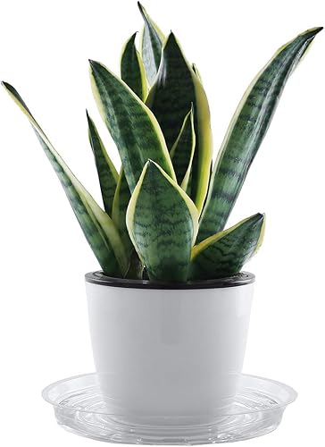 Miniatura 3 de Paquete de 20 platos de plástico para macetas de plantas interiores y jardineras