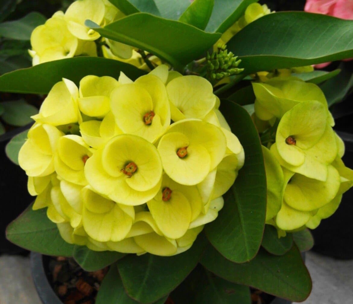 GreenWorld Special & Rare Yellow Color Euphorbia Mili Flower (Pack Of 1) Healthy Live Plant (B0CGP3N3QW) Amazon Price History, Amazon Price Tracker