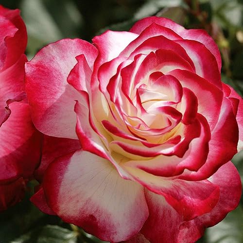 Miniatura 3 de Heirloom Roses Rose Bush Live - Cherry Parfait Live Grandiflora Rose Plant para plantar al aire libre