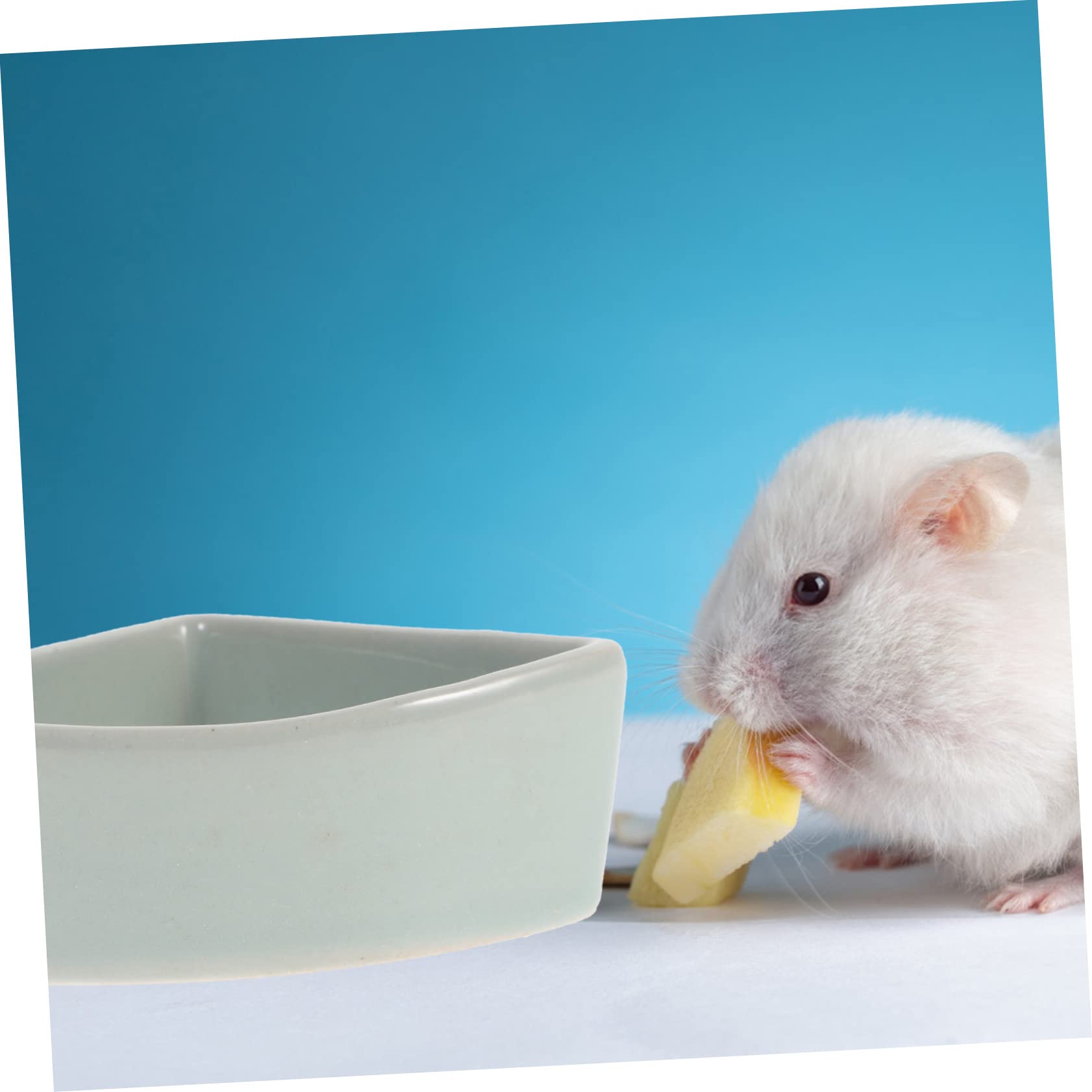Ciotola in Ceramica Blu Adatta per Alimenti Secchi e Umidi per Criceti e Orsetti Dorati e Stabile Resistente alla Masticazione Anti-ribaltamento per Piccoli Animali